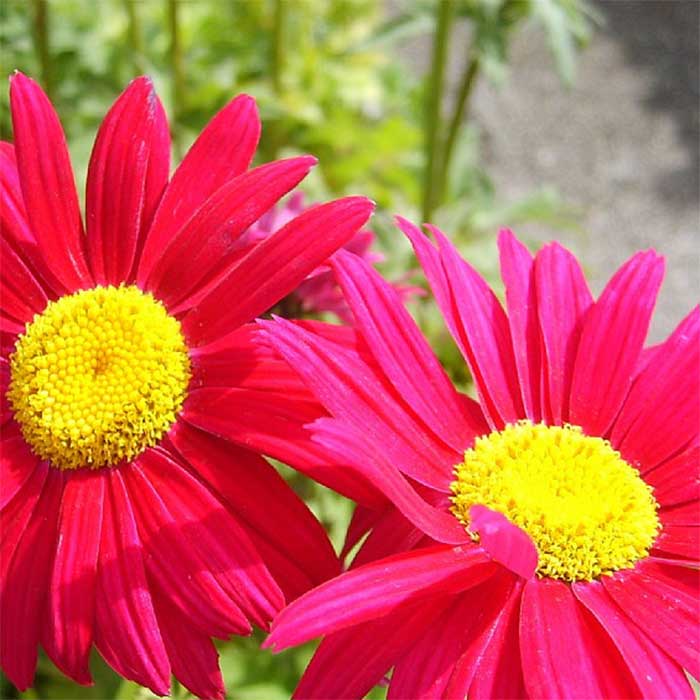 Krysanthemum, TANACETUM c. 'Robinson's Red'  1 L Potte