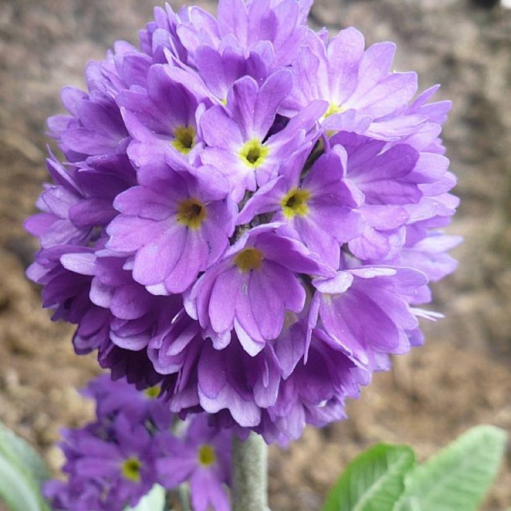 Kugleprimula, PRIMULA denticulata - 1 L Potte