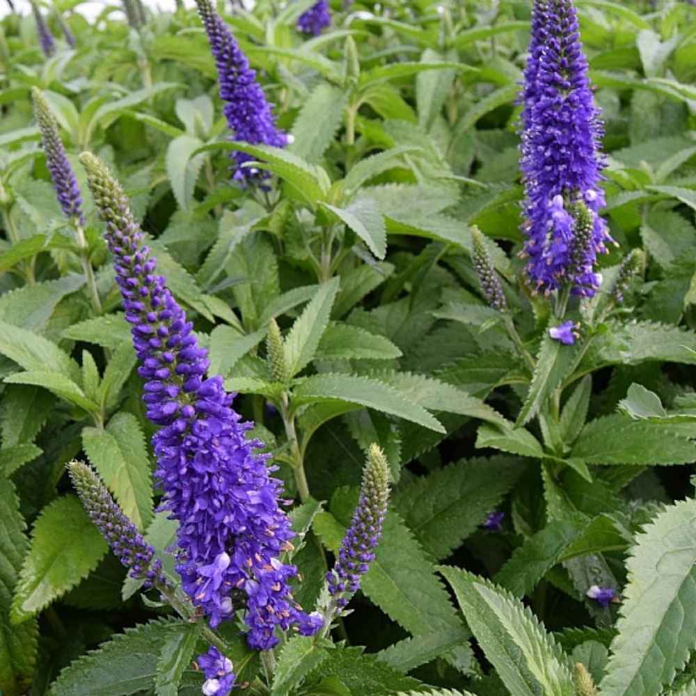 Langbladet Ærenpris, VERONICA longifolia 'Blauriesin' - 1 L Potte
