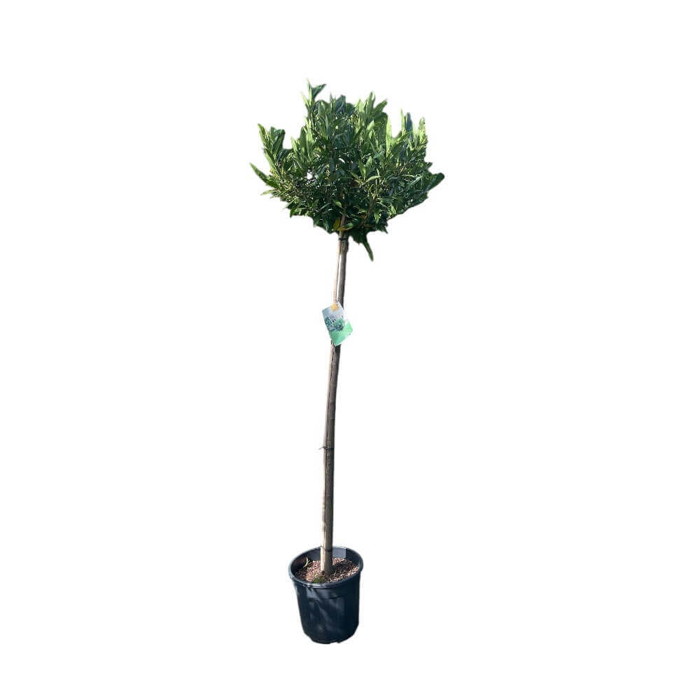 Laurbærkirsebær, Prunus L. 'Otto Luyken' 150 Cm Stamme 6/8 Cm 18 cm potte