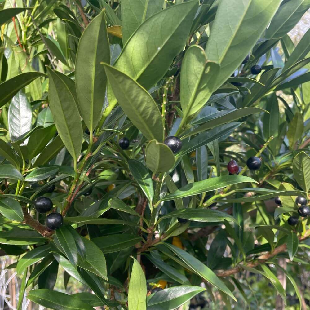 Laurbærkirsebær, Prunus L. 'Otto Luyken' 150 Cm Stamme 6/8 Cm 18 cm potte