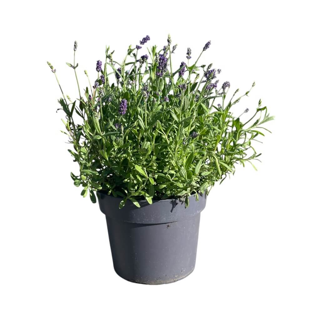 Lavendel Hidcote Blue i 19 cm potte