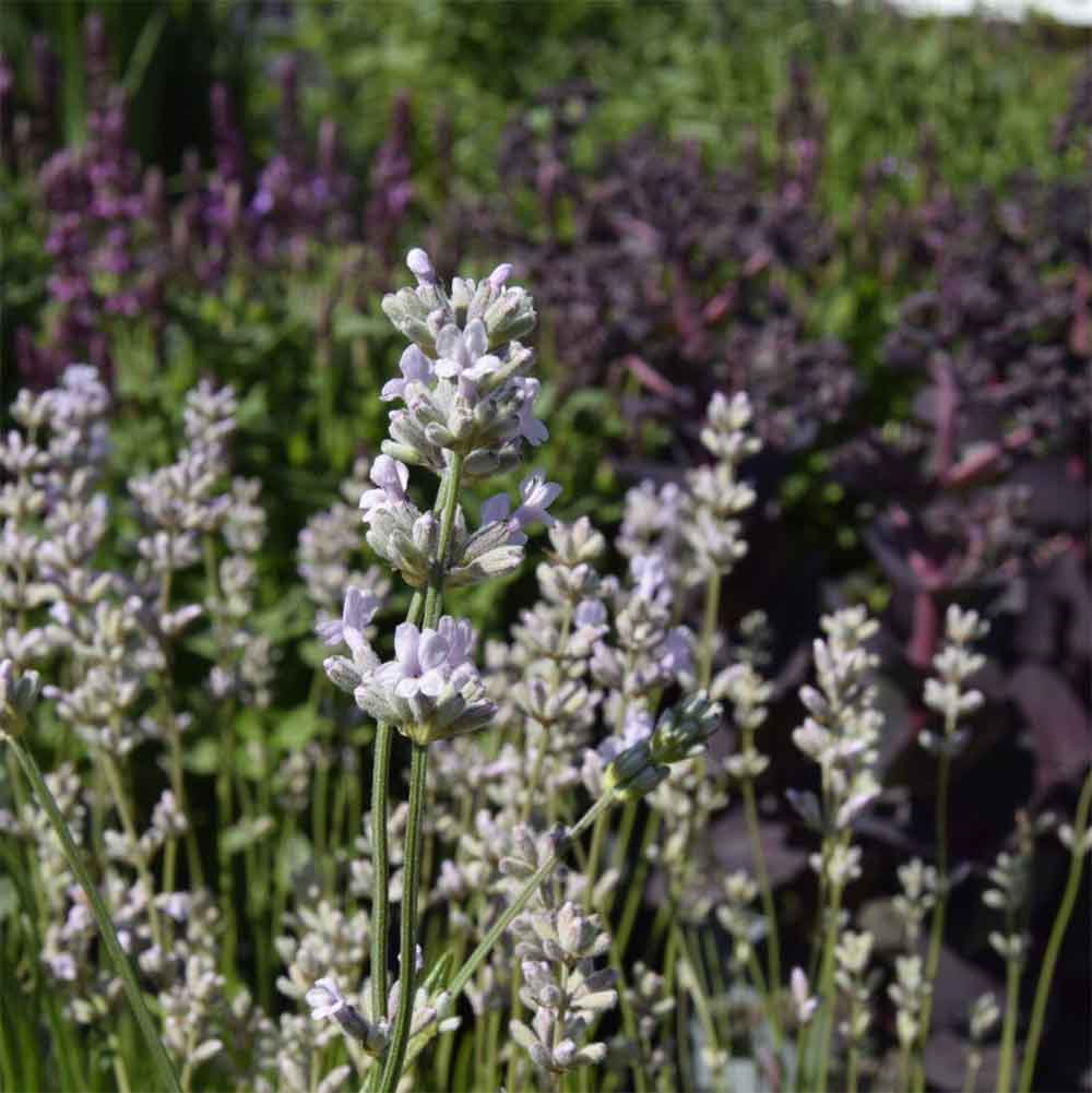 Lavendel LAVANDULA ang. 'Rosea'  10 cm Potte