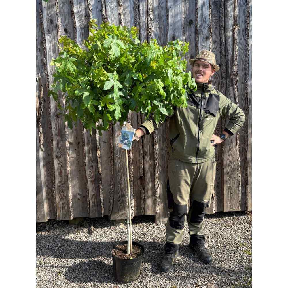 Liquidambar st. 'Gum Ball' 120cm stam 6/8 C18