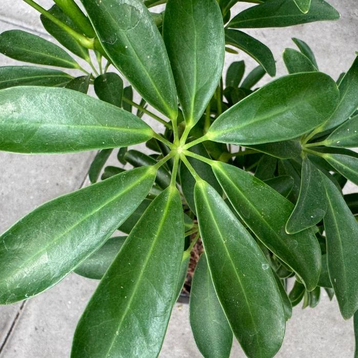 Lova Schefflera sæt – Schefflera på lavasten med vandingsbakke