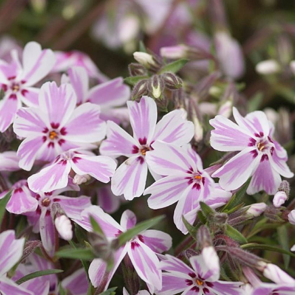 Lyngfloks, PHLOX sub. 'Candy Stripes' - 10 cm Potte