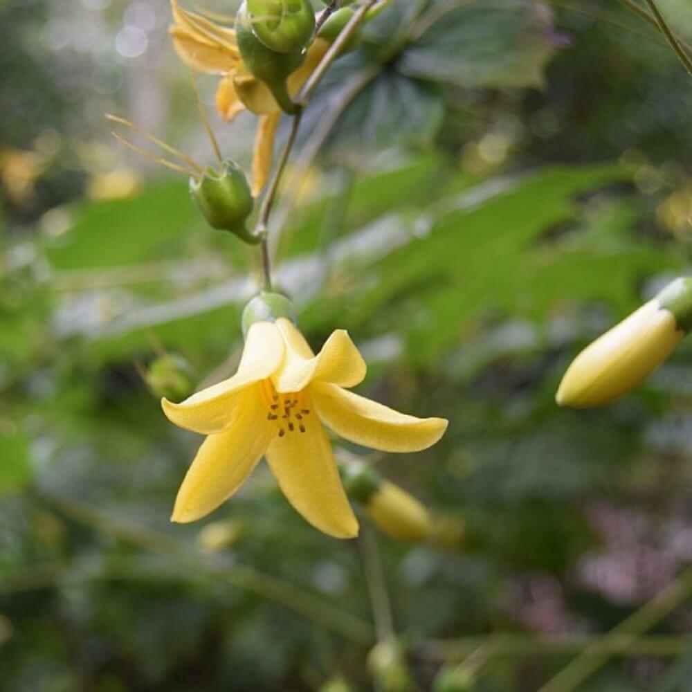 Månestråle, KIRENGESHOMA palmata - 2 L Potte