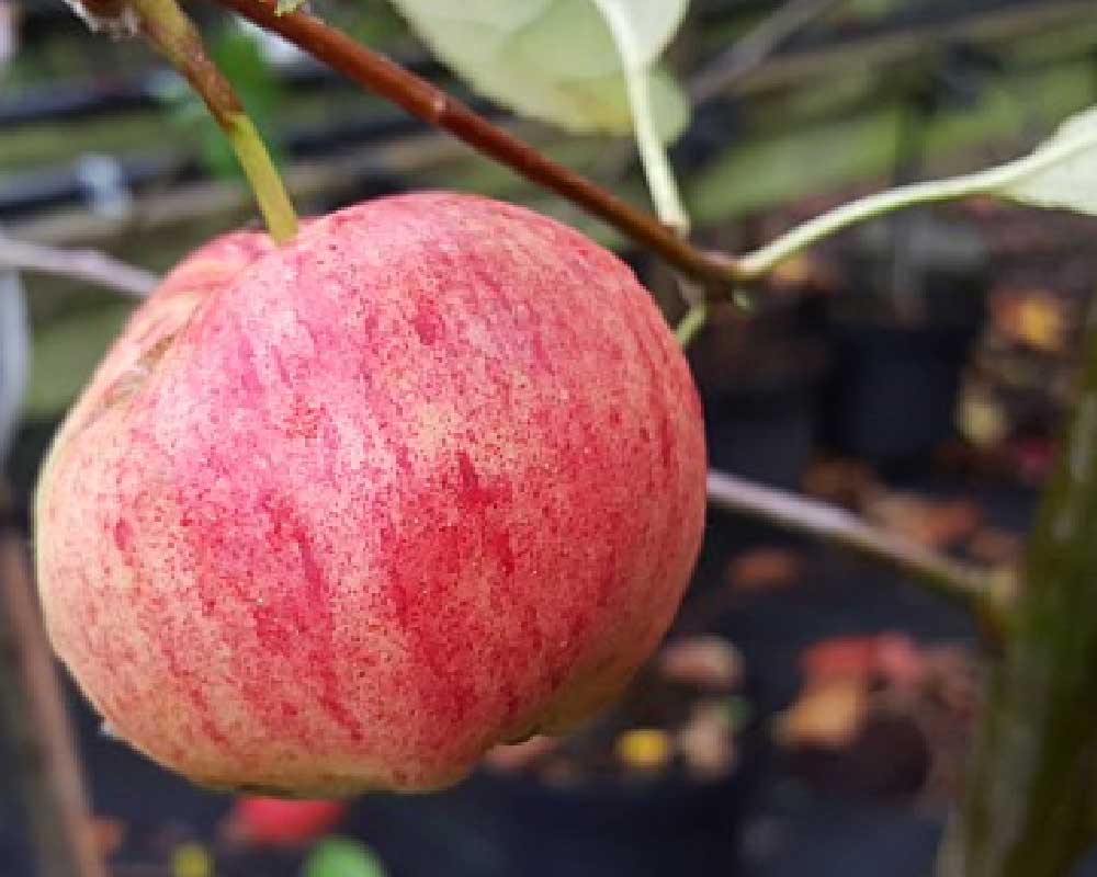 Æbletræ af navnet Sunrise med lækre æbler til haven - kan købes i Hobby Haven