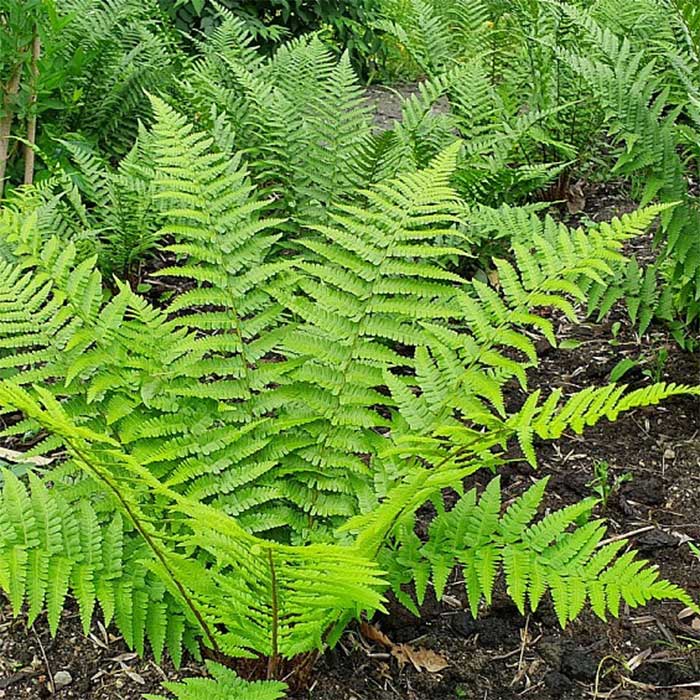 Mangeløv, DRYOPTERIS filixmas - 1 L Potte