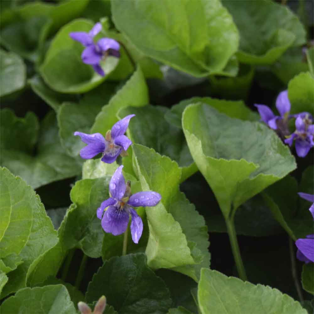 Martsviol, VIOLA odorata Kønigin Charlotte - 10 cm Potte