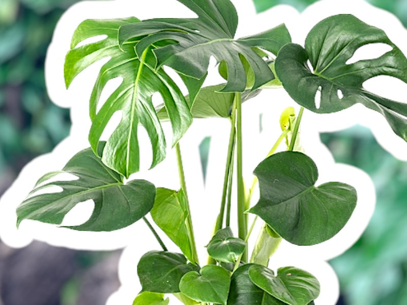 Monstera deliciosa plante i 21 cm potte.