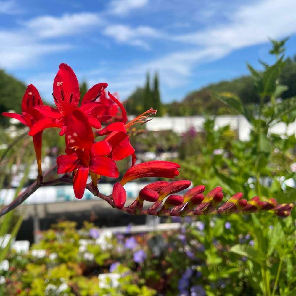 Montbretia, CROCOSMIA hybrid ´Lucifer´ - 1L potte