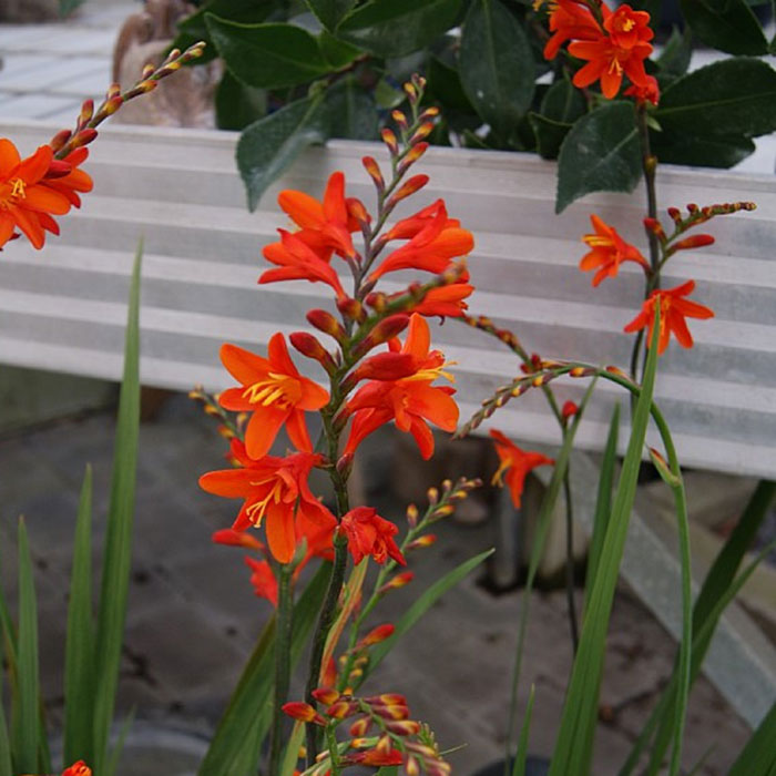 Montbretia, CROCOSMIA hybrid Red King - 1 L Potte