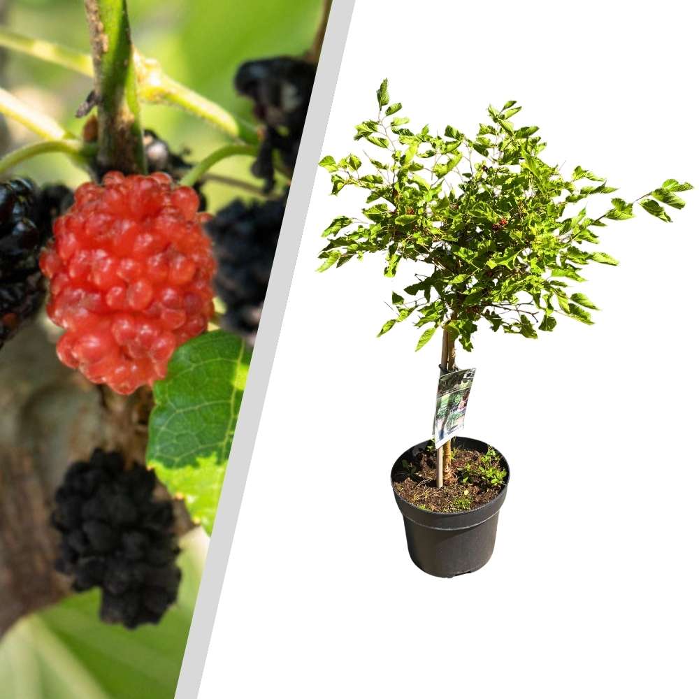 Morus Rotun. Mojo Berry ® 3 L Potte 50 cm Stam
