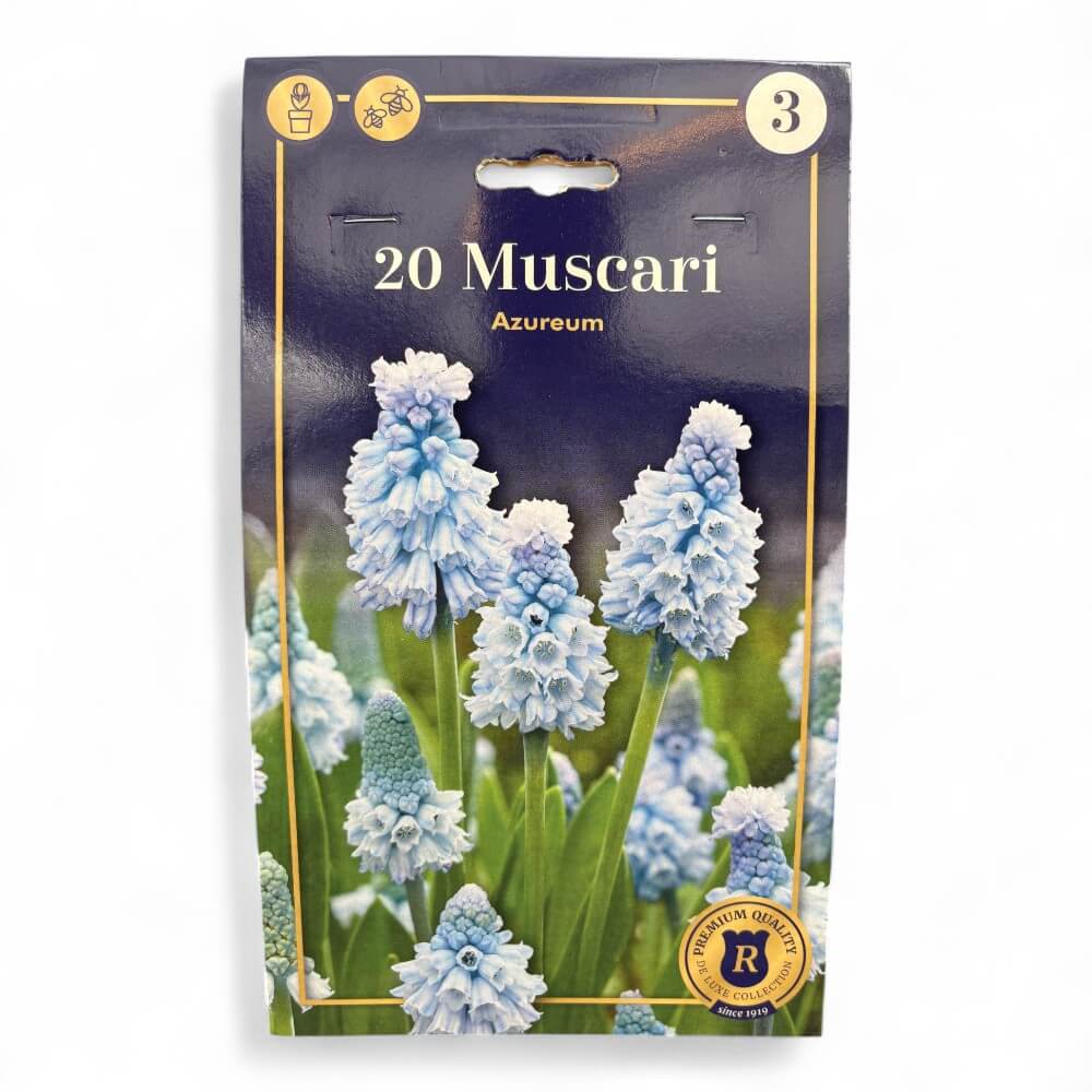 Perlehyacint 'Muscari azureum'