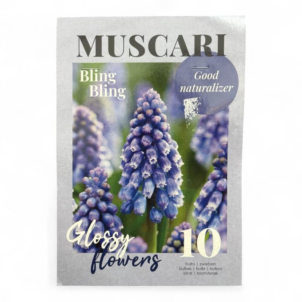 Perlehyacint, MUSCARI BLING BLING