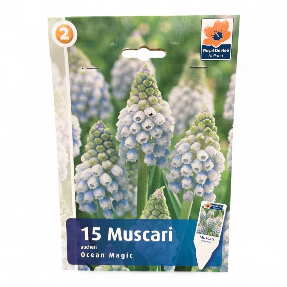 Perlehyacint, Muscari Aucheri Ocean Magic 7/8