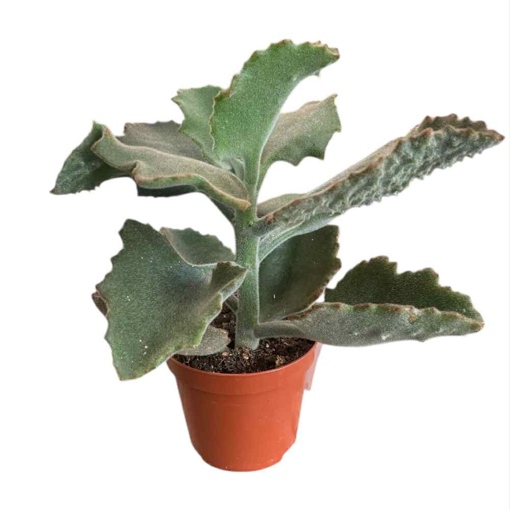 Napoleonshat, Kalanchoe beharensis i 8,5 cm potte