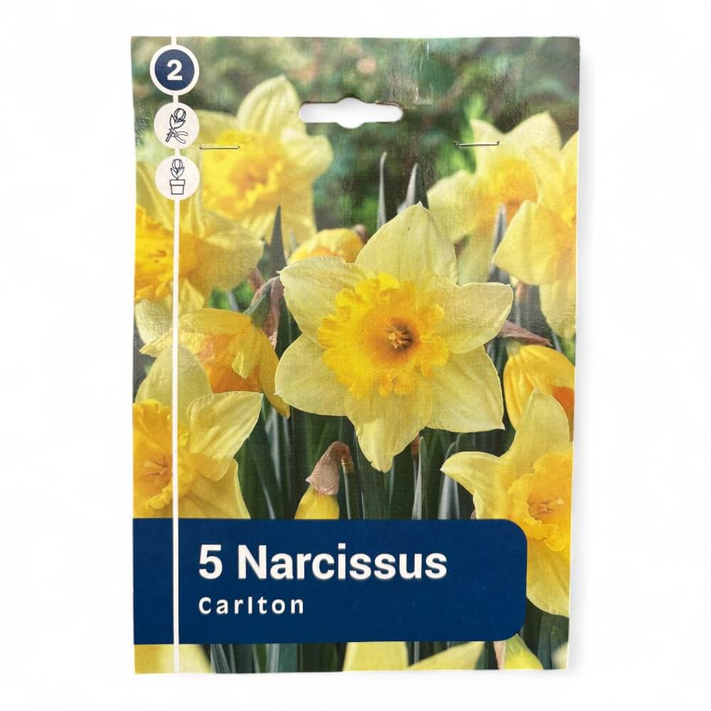 Påskelilje, NARCISSUS LARGE CUPPED Carlton 12/14
