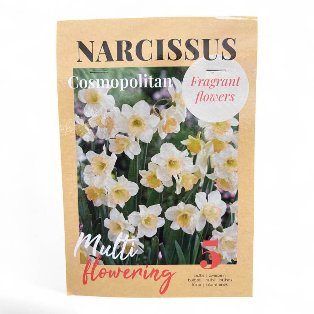 Påskelilje, NARCISSUS COSMOPOLITAN
