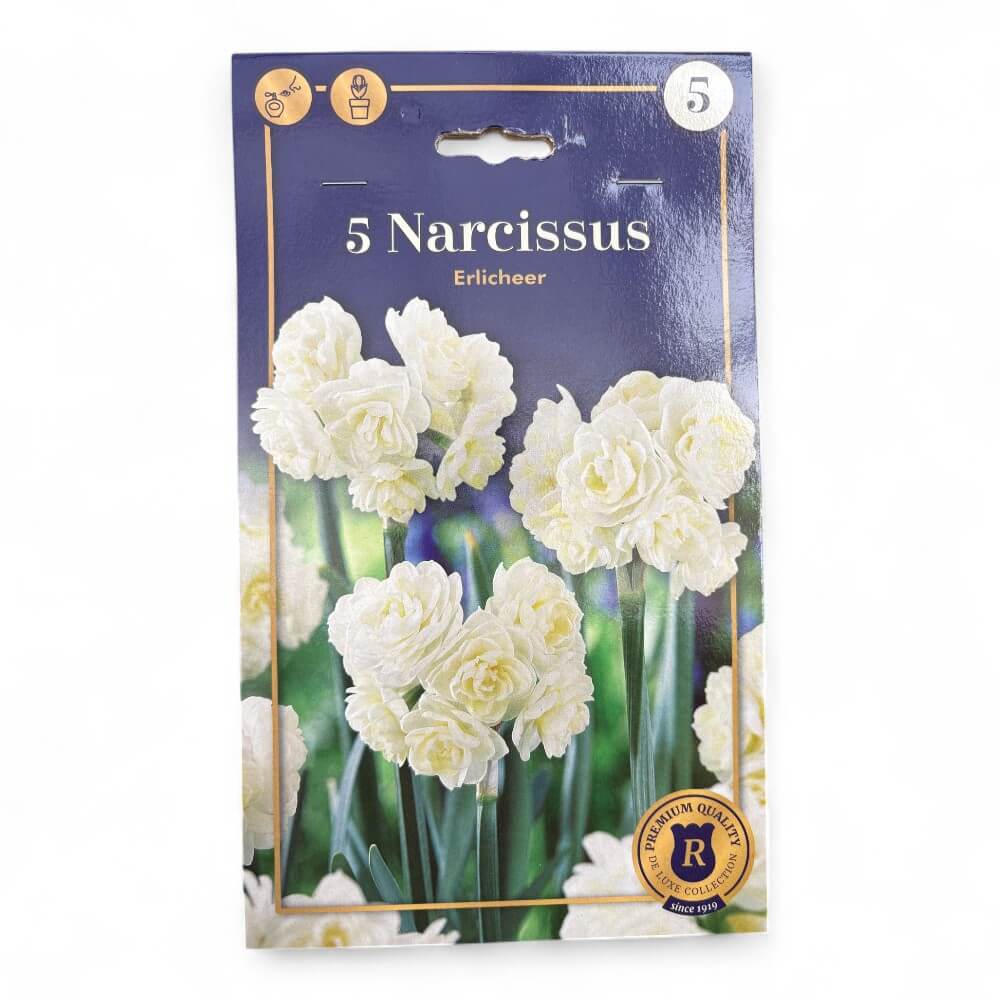 Påskelilje, NARCISSUS DOUBLE  Erlicheer 13/15