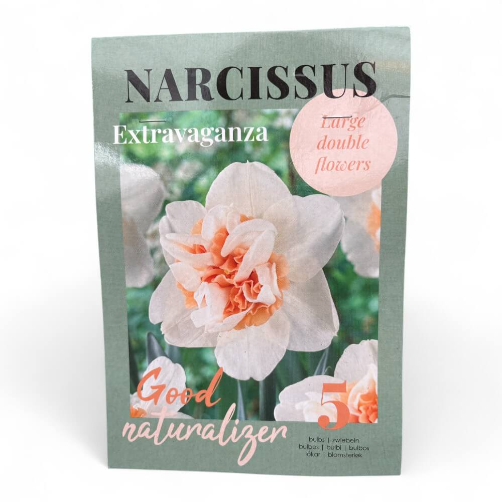 Påskelilje, Narcissus 'Extravaganza'