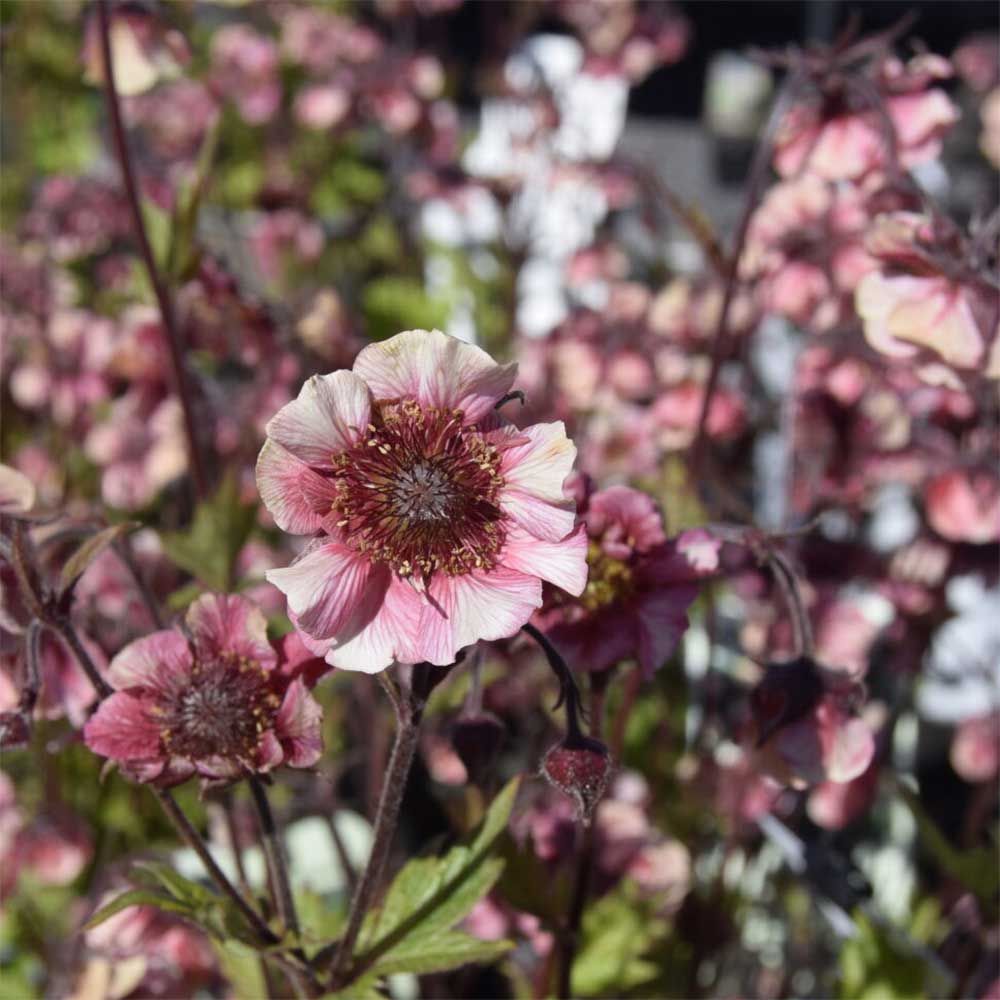 Nellikerod, GEUM hybrid Tempo Rose - 1 L Potte