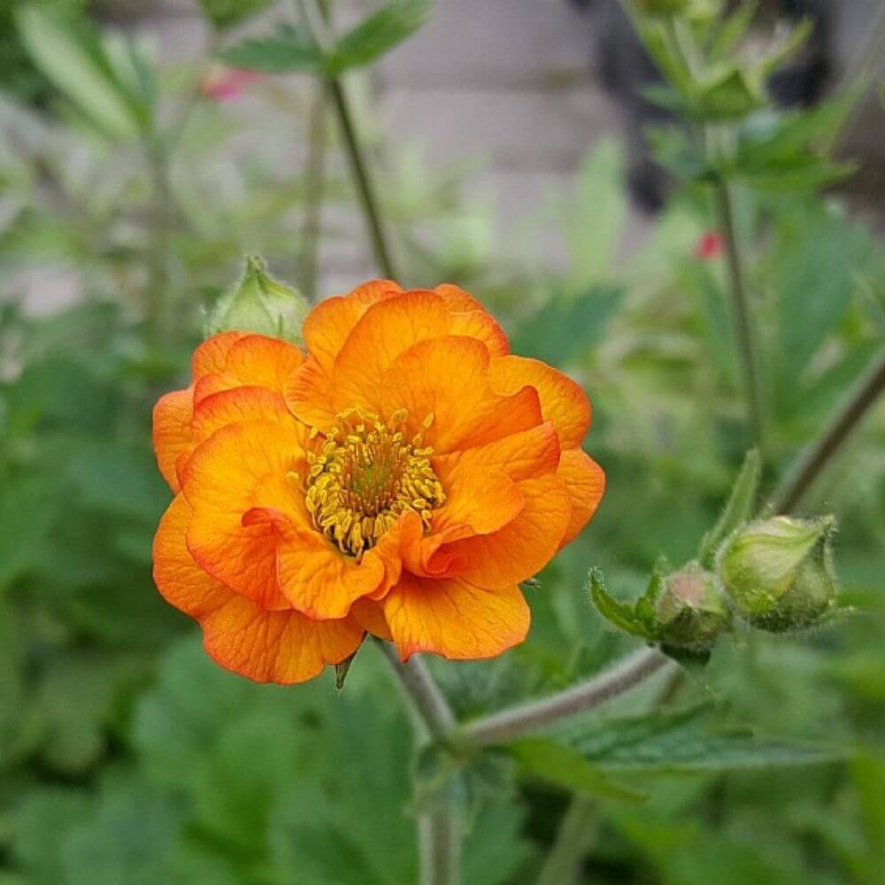 Nellikerod, GEUM hybrid Totally Tangerine - 1 L Potte