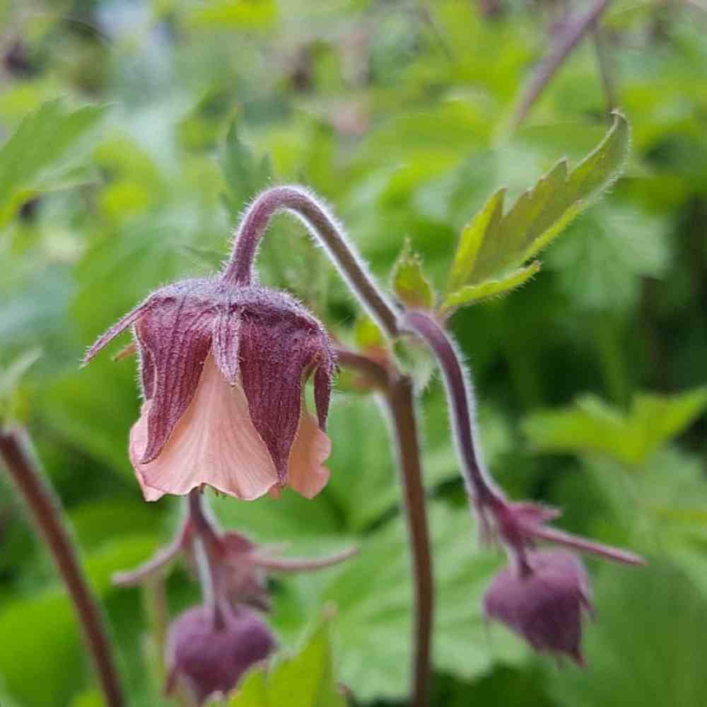 Nellikerod, GEUM ´rivale´ - 10 cm Potte