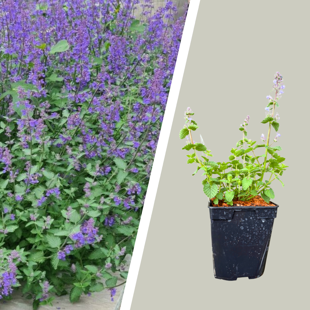 Nepeta faassenii 'Mussinii' i 1 L potte.