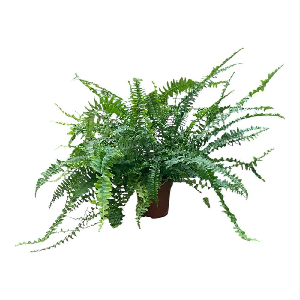 Nyrebregne, Nephrolepis ex. 'Green Lady' i 12 cm potte