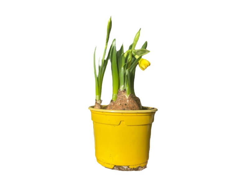 Kortvarig model med navn NARCISSUS CYCL. 'TETE-A-TETE'.