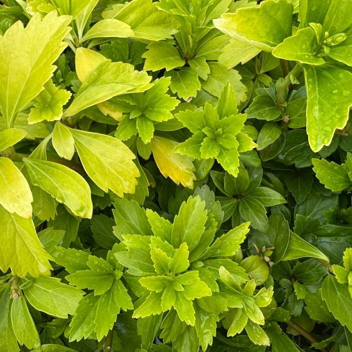 Vinterglans, Pachysandra terminalis