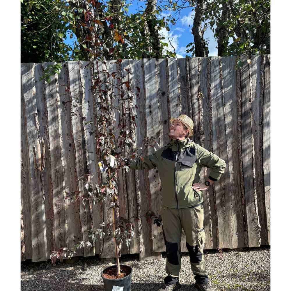Paradisæble, Malus toringo 'Freja' 175-200 cm stamme 18 cm potte