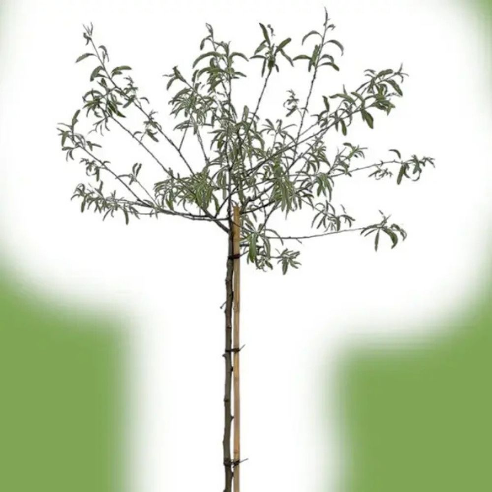 Pilebladet pæretræ 'Pendula' med 200-225 cm stamme.