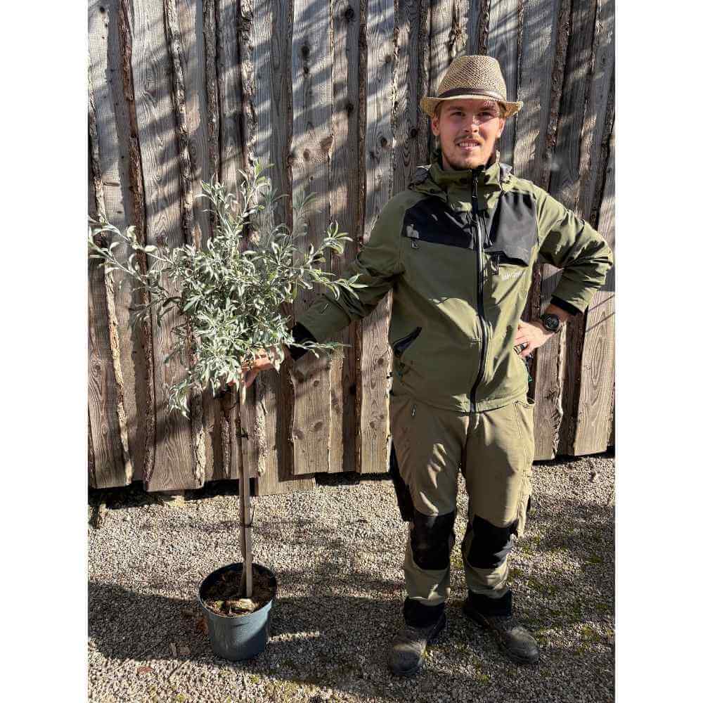 Pilebladet pæretræ, Pyrus sal. 'Pendula' - 80 cm stamme, 7,5 potte
