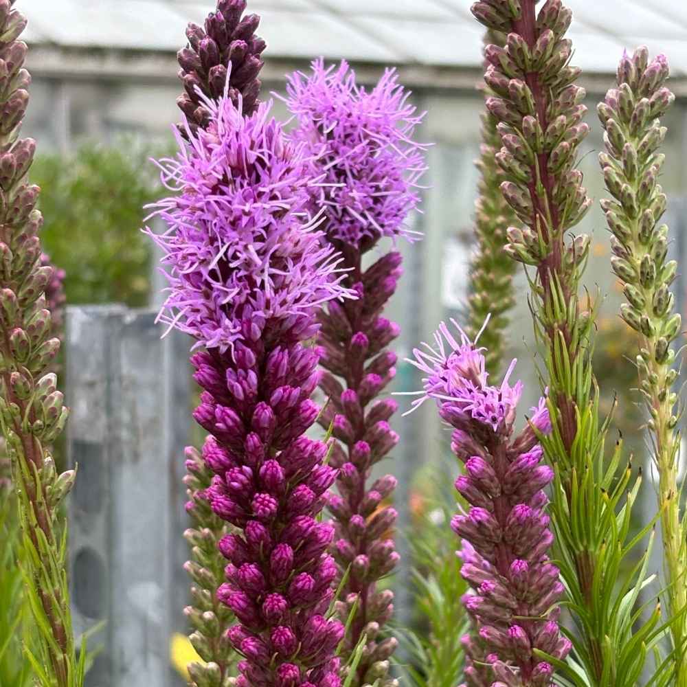 Pragtskær (Liatris spicata) – 1 L potte