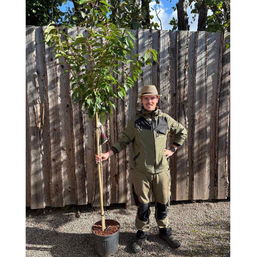Prunus serr. 'Kanzan' - 120 cm stamme i 18 cm potte