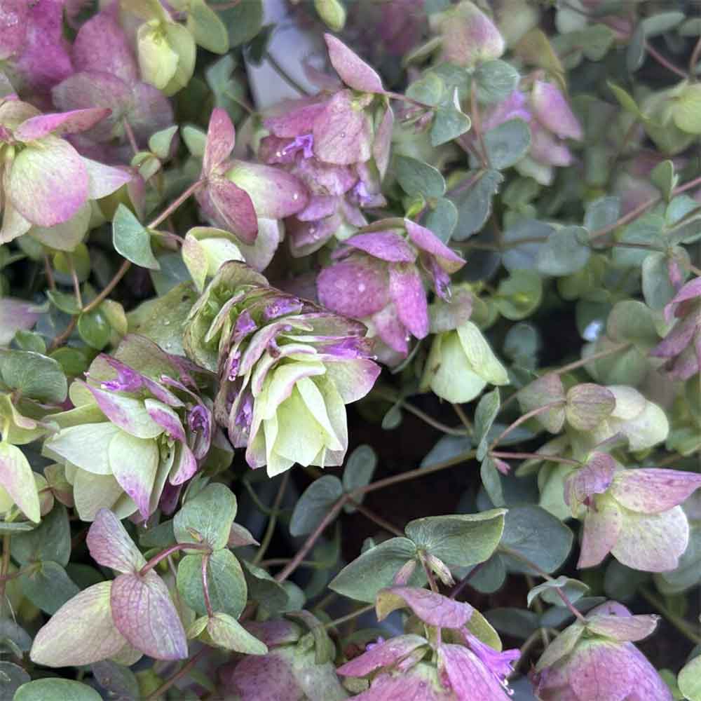 Prydmerian, ORIGANUM rotundifolium 'Kent Beauty' - 1L Potte