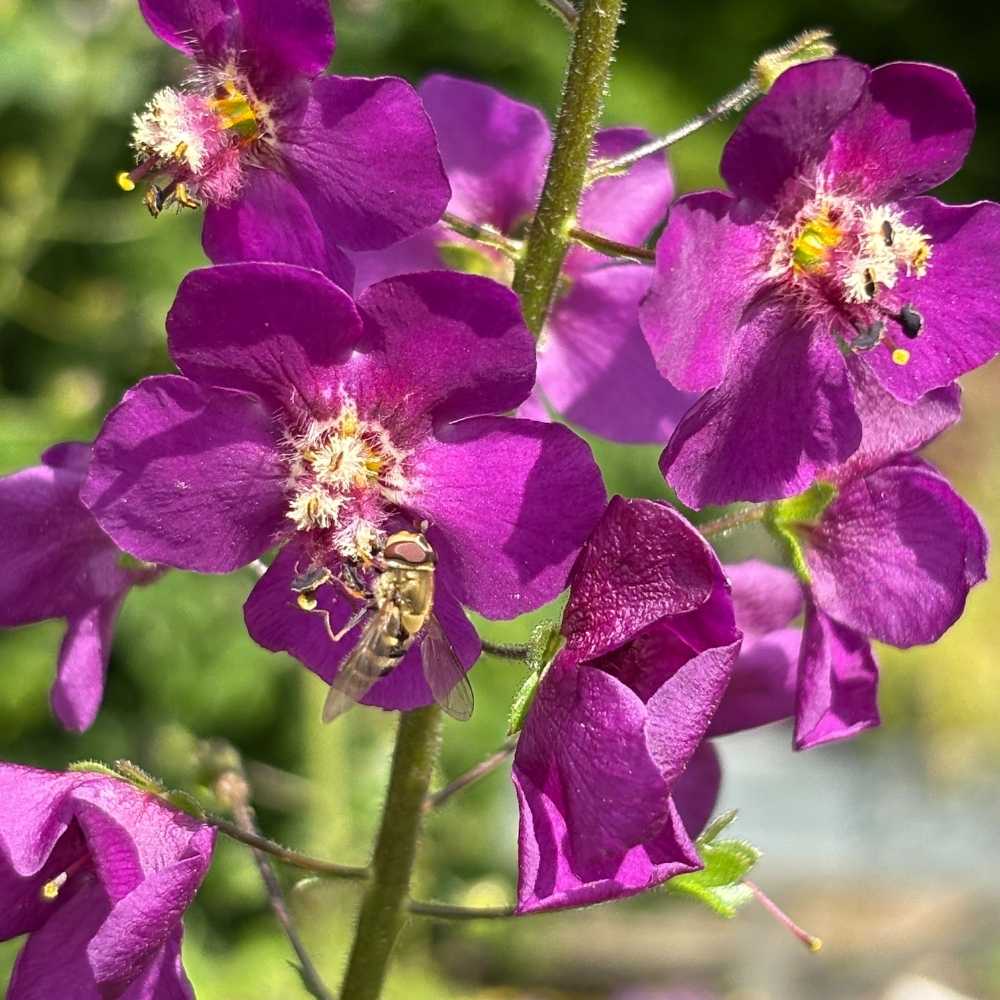Purpurkongelys, VERBASCUM phoeniceum 'Violetta' i 1 L Potte