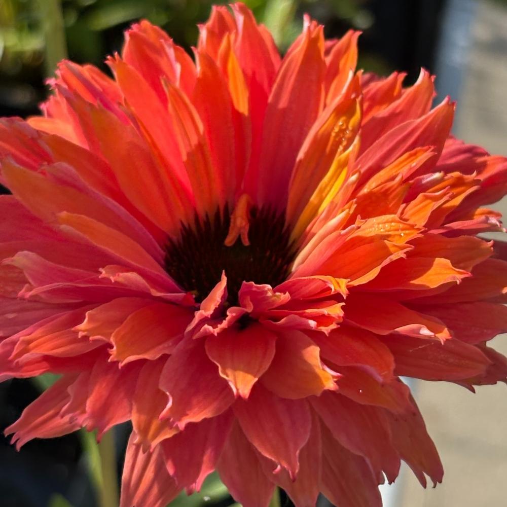 Purpursolhat, ECHINACEA SunSeekers Rainbow  1 L Potte