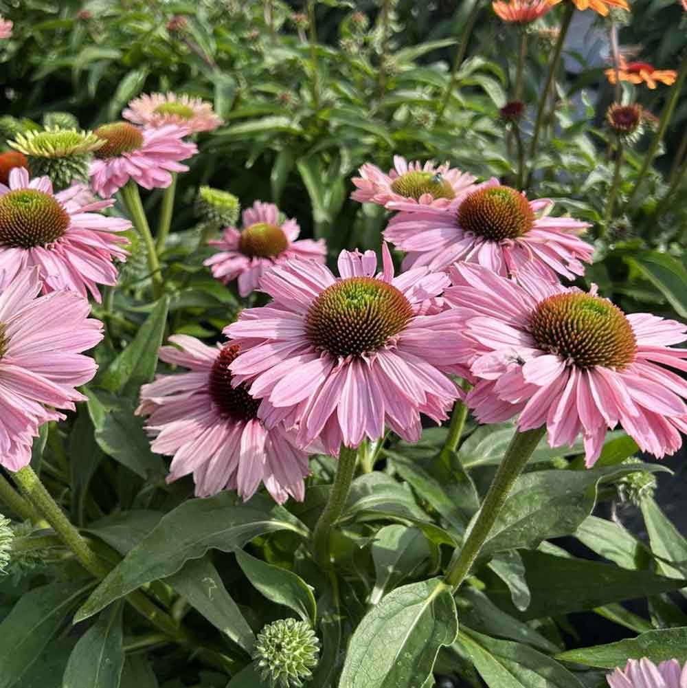 Purpursolhat, ECHINACEA 'SunSeekers Blush' - 1 L potte