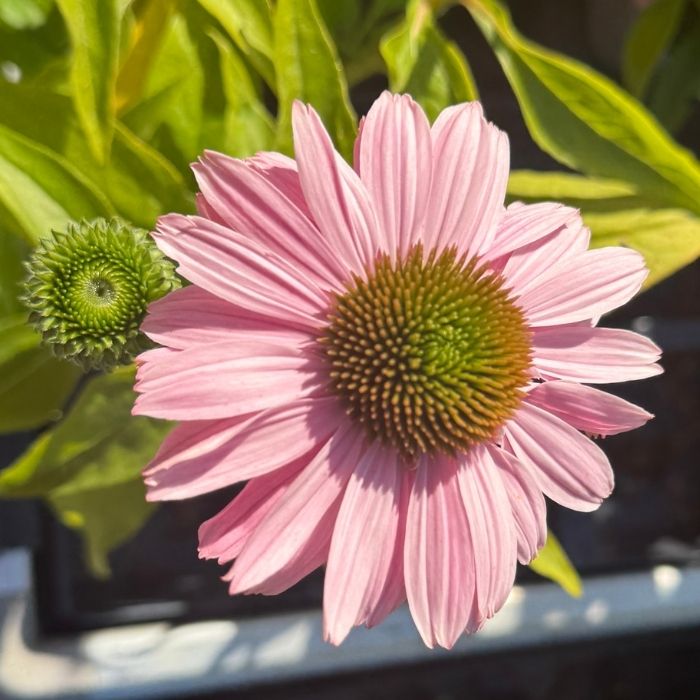 Purpursolhat, ECHINACEA 'SunSeekers Blush' - 1 L potte