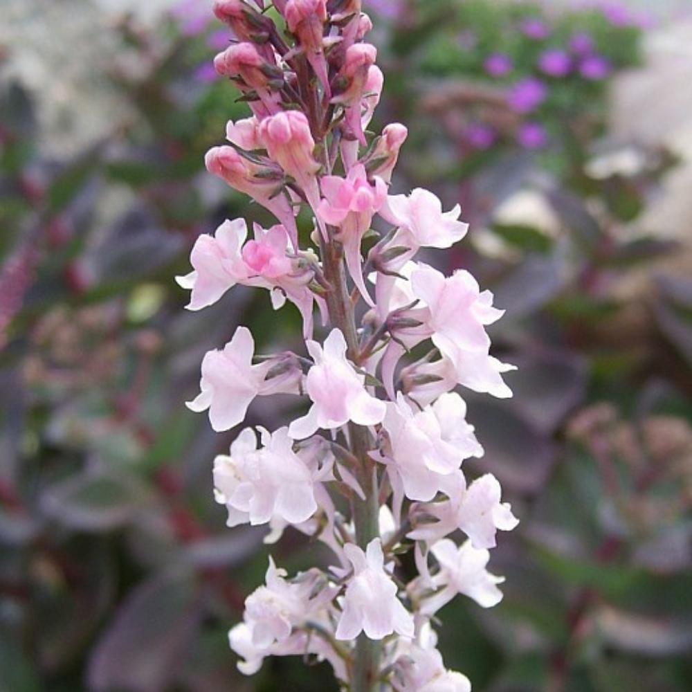 Purpurtorskemund, LINARIA purpurea 'Canon J. Went' - 1 L Potte