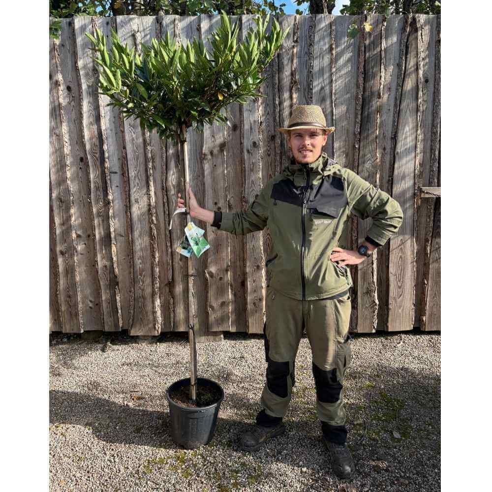 Laurbærkirsebær, Prunus L. 'Otto Luyken' 150 Cm Stamme 6/8 Cm 18 cm potte