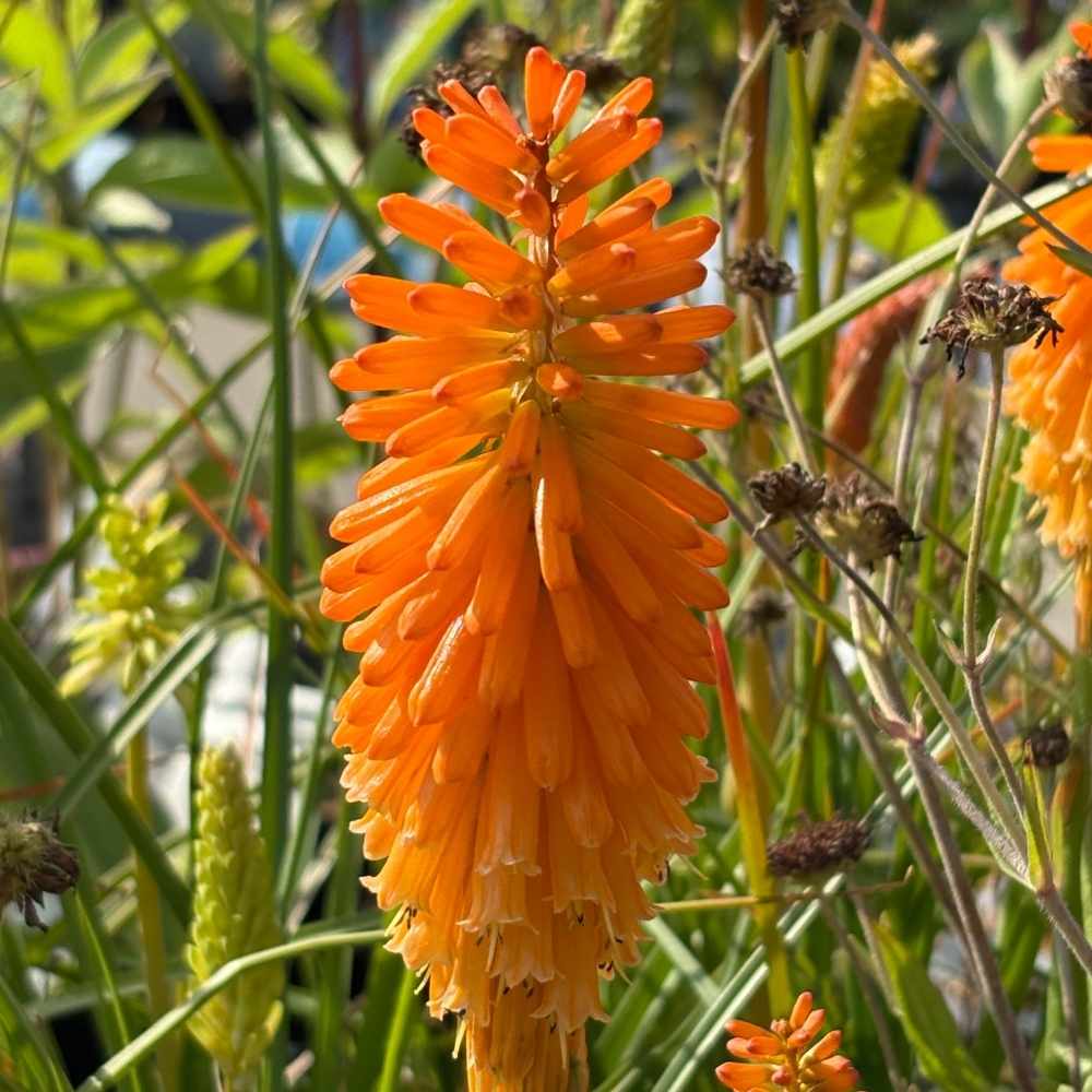 Raketblomst 'Pyromania Orange Blaze' med smuk orange farve til plantning i haven