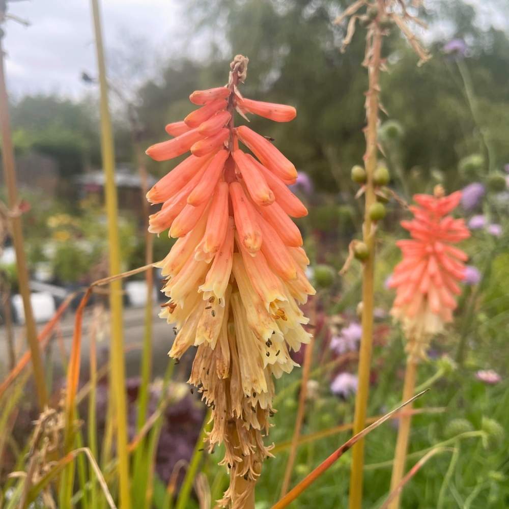 Raketblomst 'Flamenco' i 1 L Potte til haven