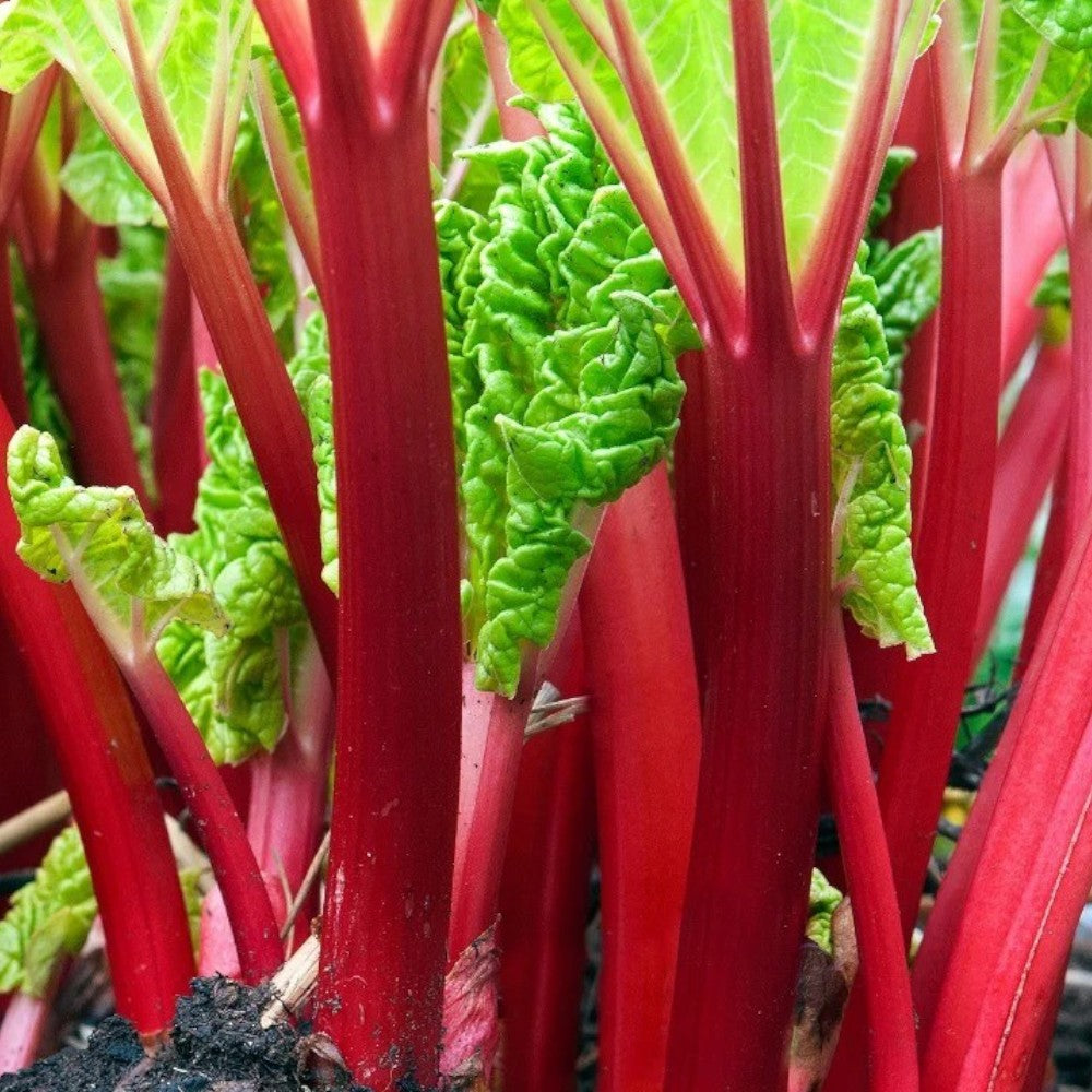 RHEUM rhaba, model 'Frambozer rood'