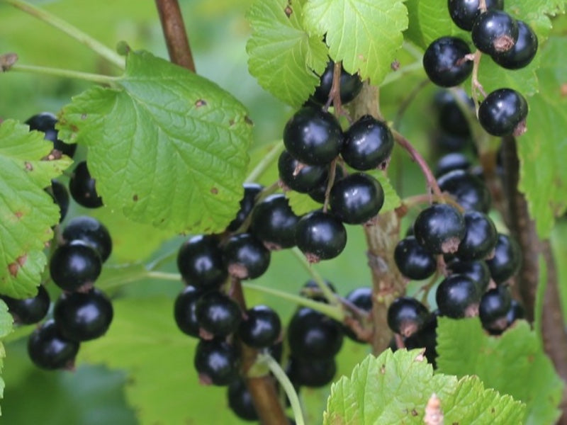 Solbærbusk Ribes nigrum 'Polar' i potte C 5,0.