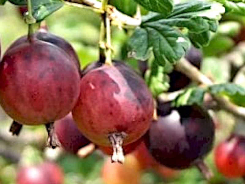 Stikkelsbær Ribes Uva Cri. Captivator i 5 L potte.